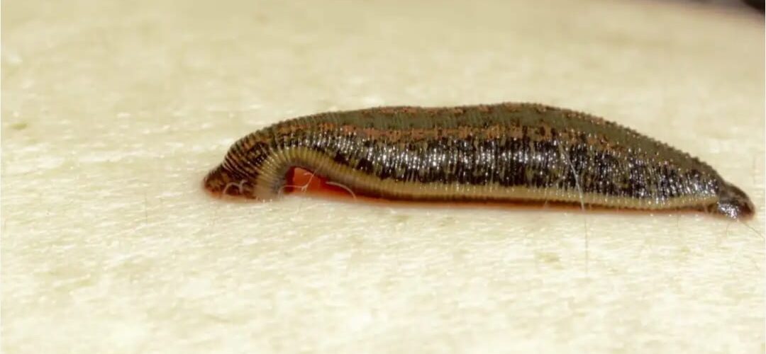 هل الأمثال ٣٠ ١٥ يحتوي أي تعبير جنسي؟